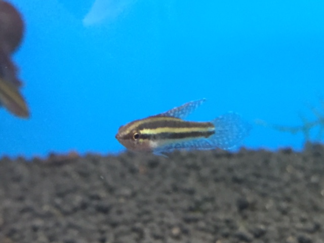 リコリスグラミー リンケイ