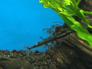 ドワーフフライングキャット2