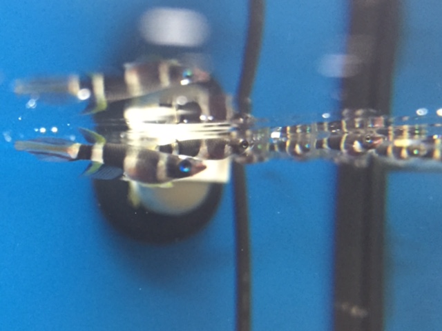 クラウンキリー