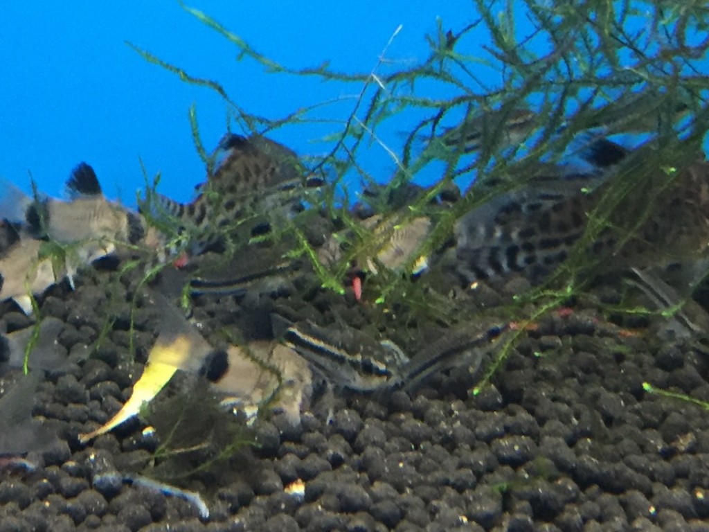 コリドラス ピグミー