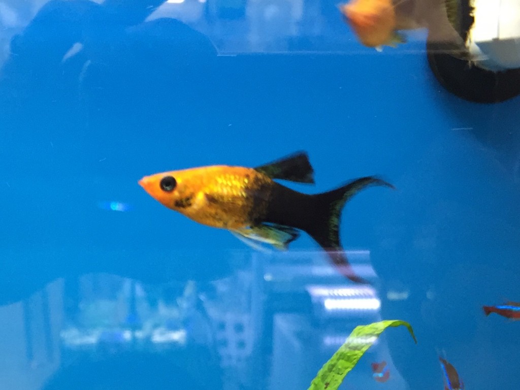 キャラメルライヤーモーリー