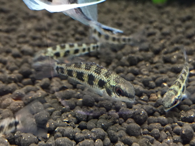 チェッカーボードシクリッド